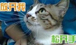 小猫咪热点爆料视频,萌宠瞬间引发网友热议！